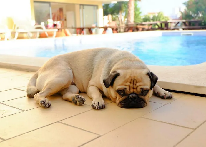 ホステル Algarve Surf -